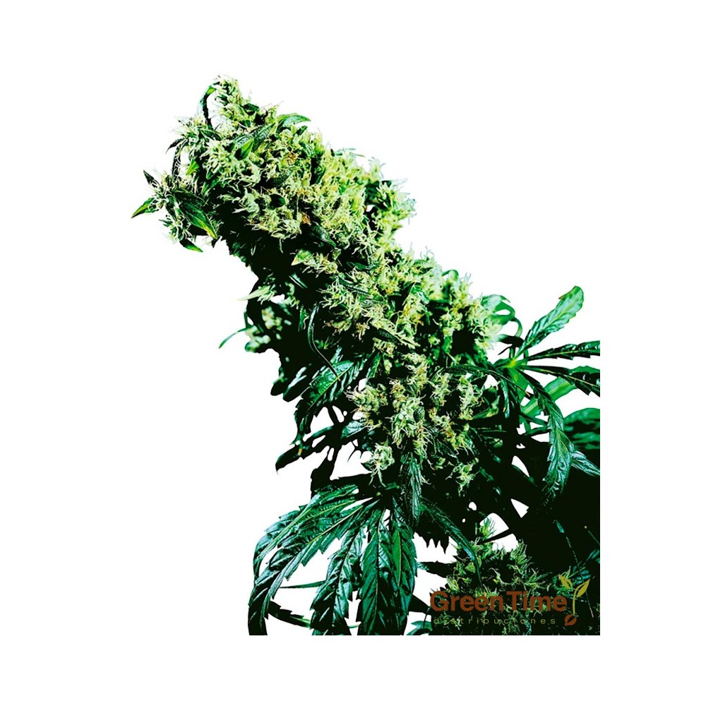 NORTHERN LIGHTS  5 X HAZE