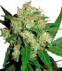 SENSI SKUNK 100%