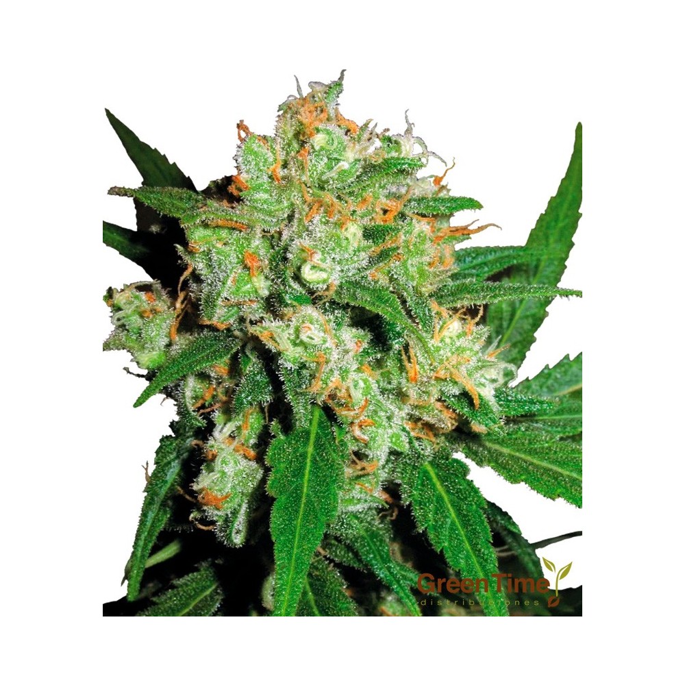 SENSI SKUNK 100%