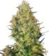 SHIVA SKUNK 100%
