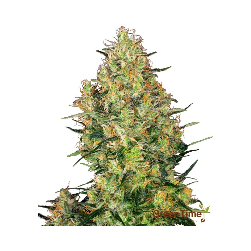 SHIVA SKUNK 100%