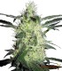 SILVER HAZE  9 100%