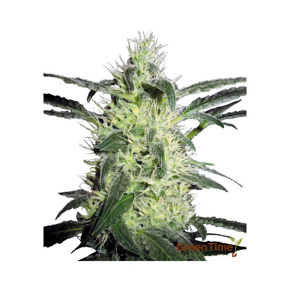 SILVER HAZE  9 100%