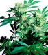 SKUNK KUSH 100%