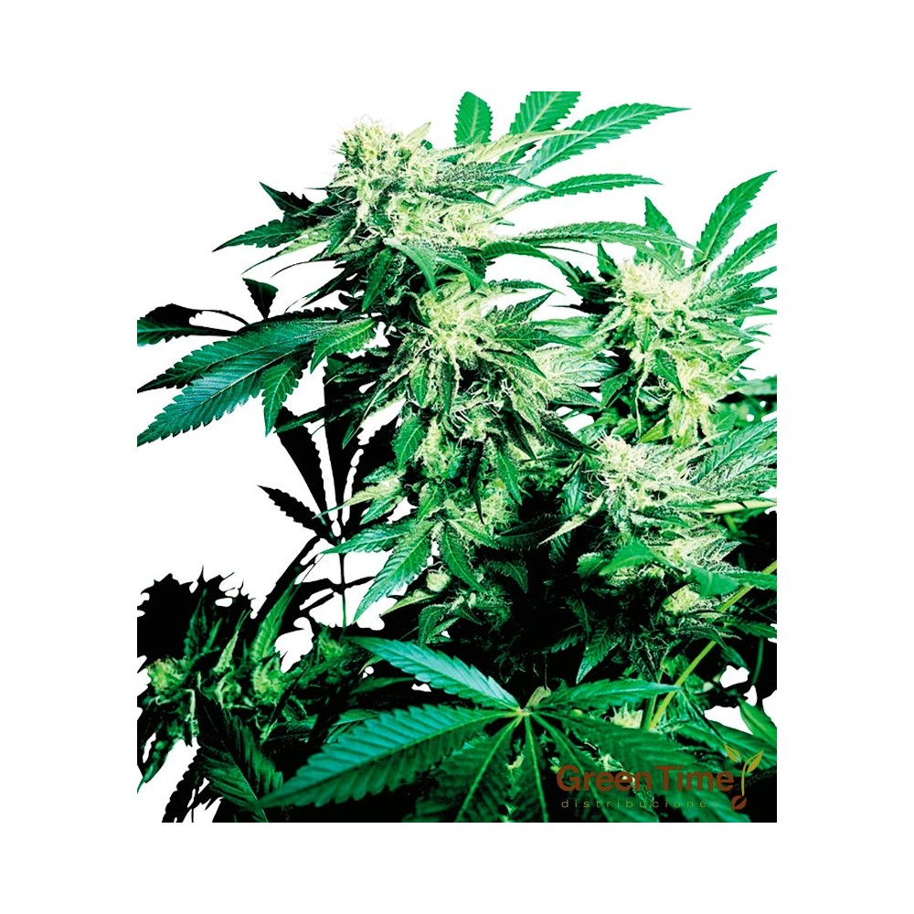 SKUNK KUSH 100%
