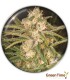 NO NAME AUTO MEDICAL SEEDS