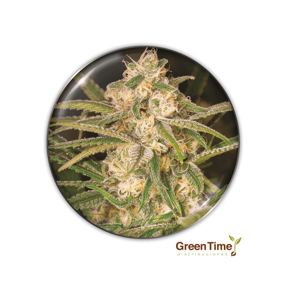 NO NAME AUTO MEDICAL SEEDS