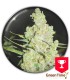 1024 MEDICAL SEEDS