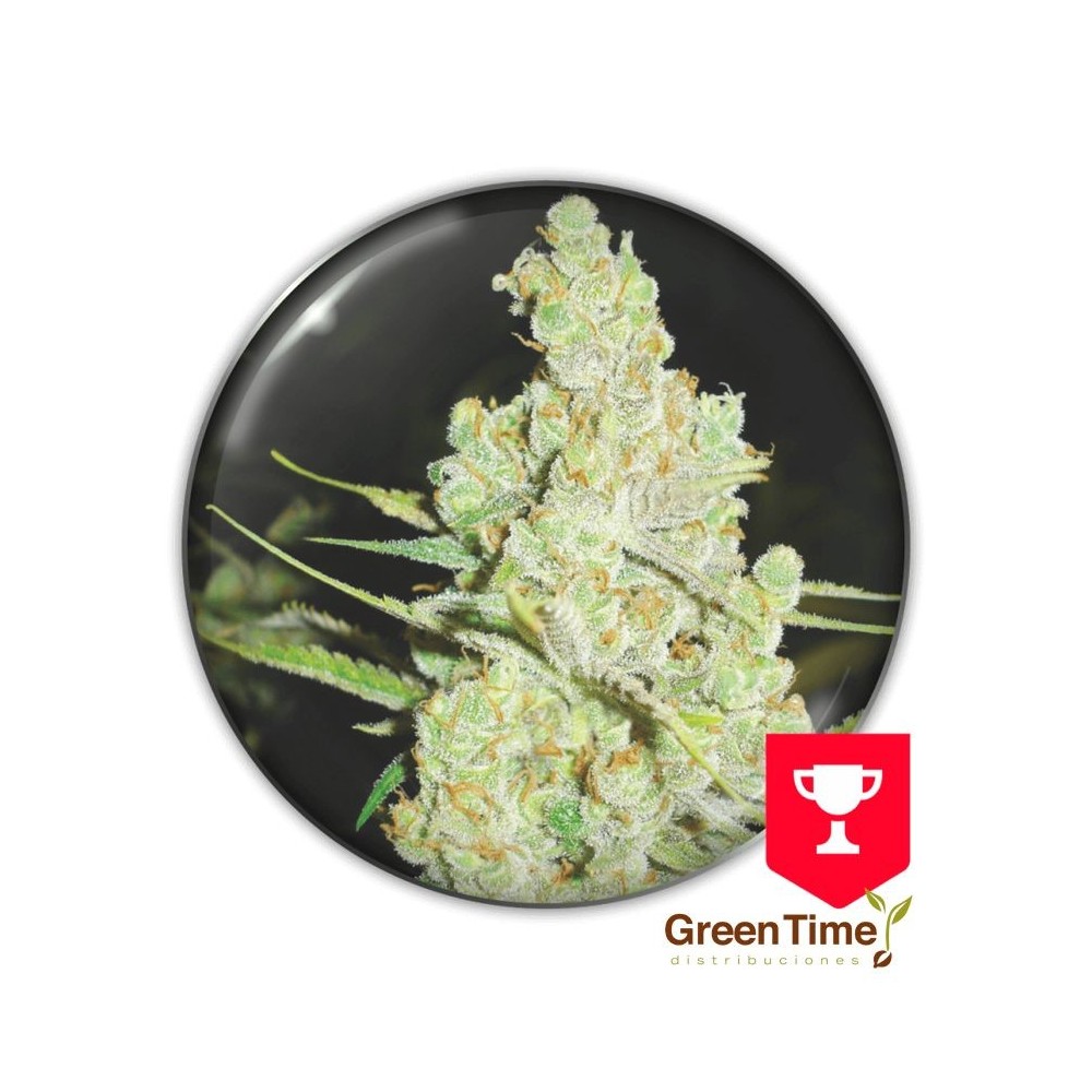 1024 MEDICAL SEEDS