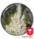 2046 MEDICAL SEEDS