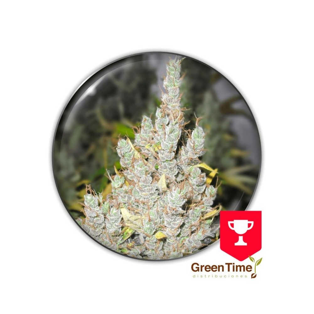2046 MEDICAL SEEDS