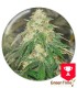SOME SWEET MEDICAL SEEDS