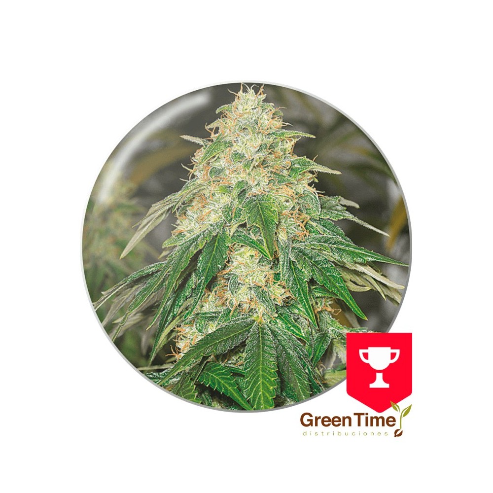 SOME SWEET MEDICAL SEEDS