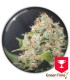 SOUR DIESEL BCN