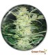 WHITE WIDOW