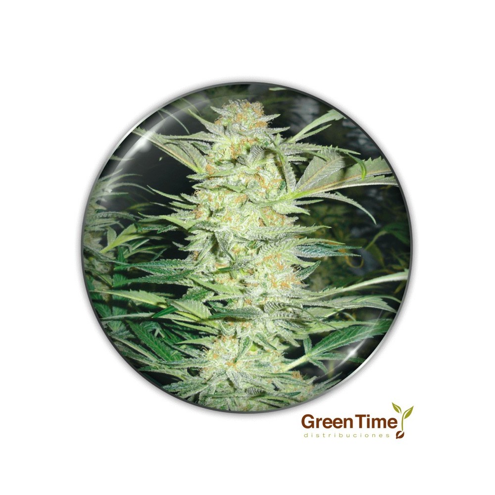 WHITE WIDOW