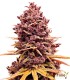 Purple Punch Autofloreciente
