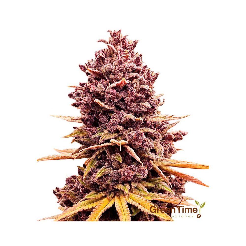 Purple Punch Autofloreciente