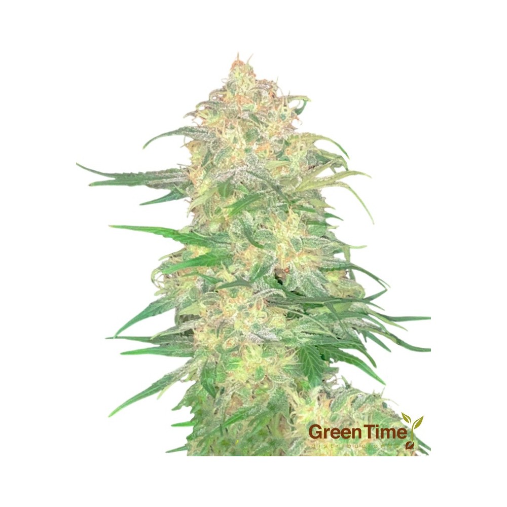 Moby Dick Autofloreciente