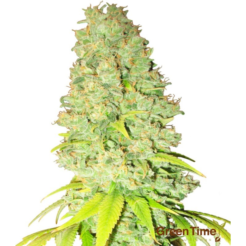 Kush Autofloreciente