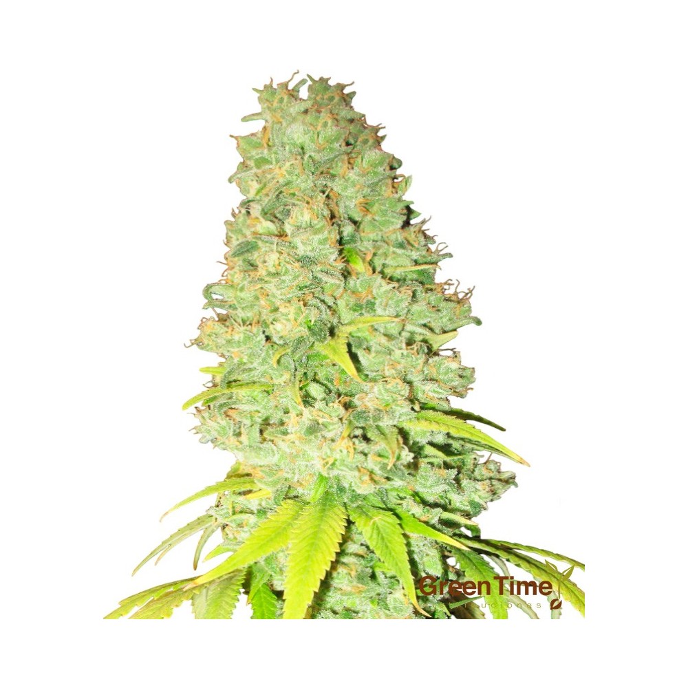 Kush Autofloreciente