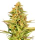 Mandarine Zkittlez Autofloreciente