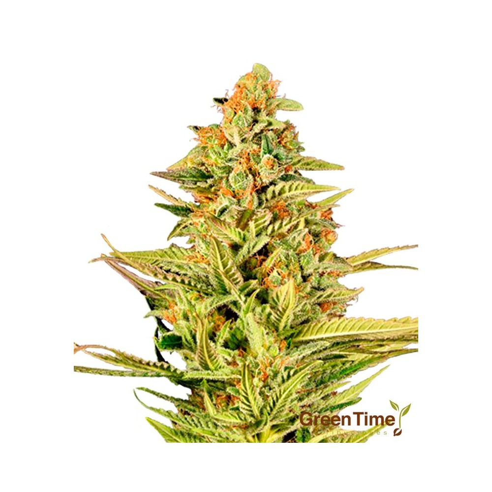 Mandarine Zkittlez Autofloreciente