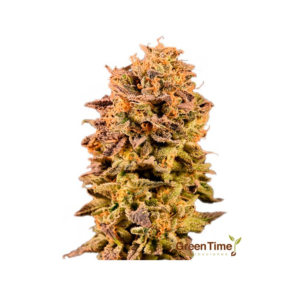 Runtz Autofloreciente