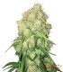 Amnesia Auto