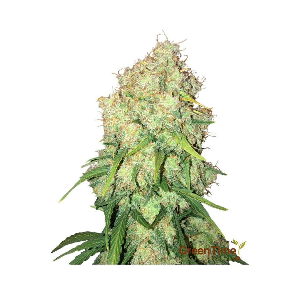 Amnesia Auto