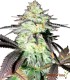 Gorilla Glue Autofloreciente