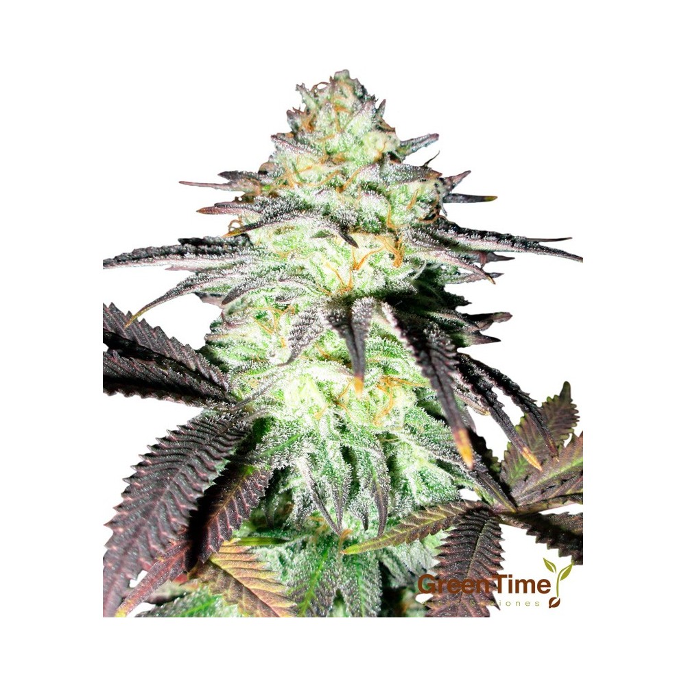 Gorilla Glue Autofloreciente