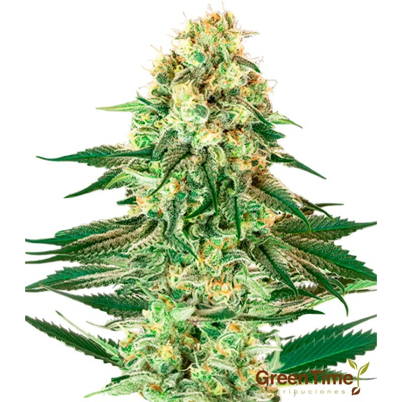 Mazar Autofloreciente