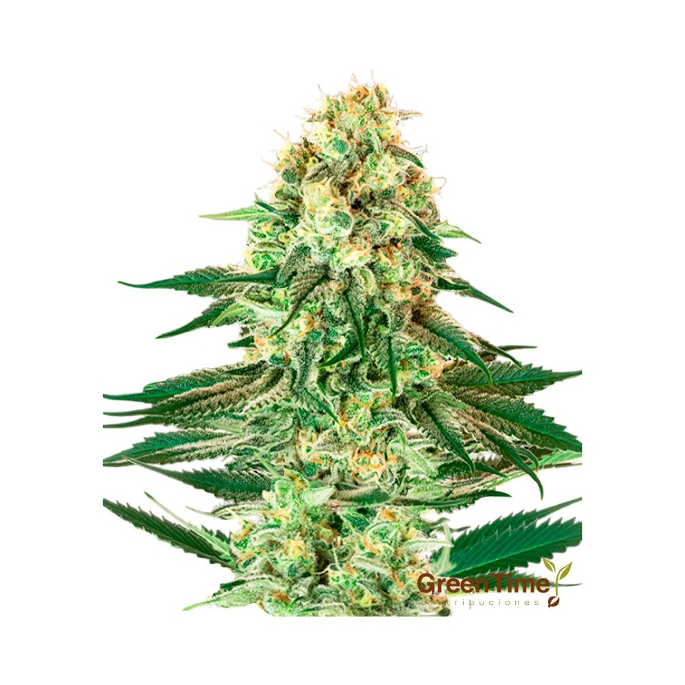 Mazar Autofloreciente