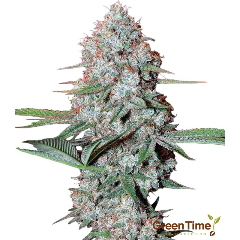 Ak-47 Autofloreciente