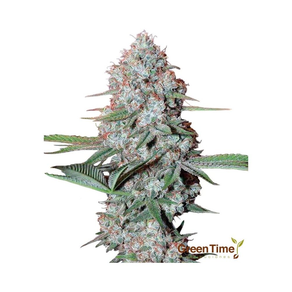 Ak-47 Autofloreciente