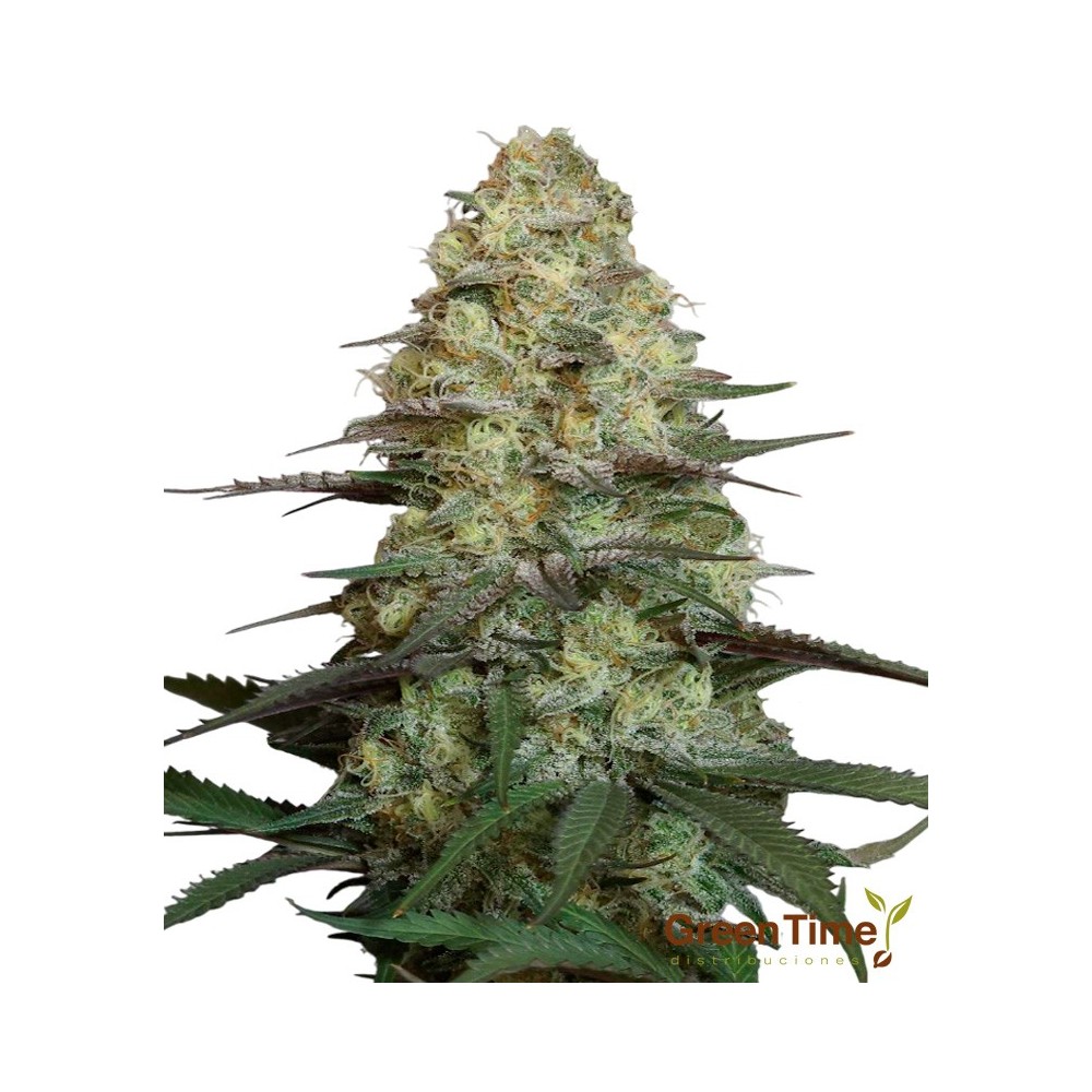 Deymos Autofloreciente