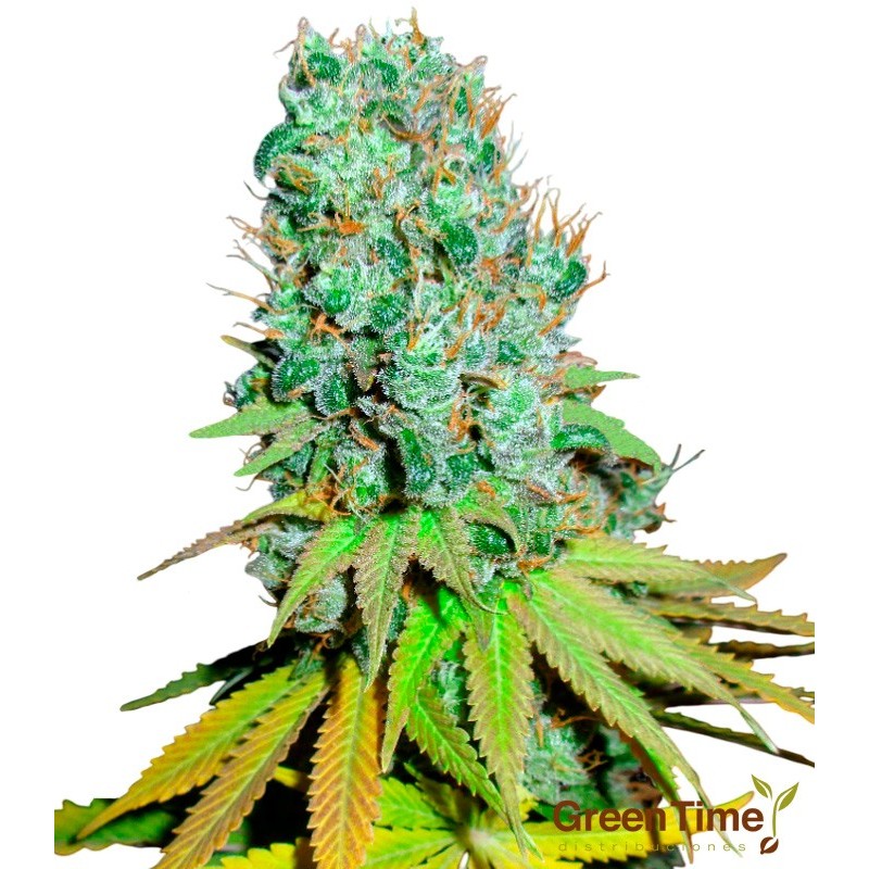 Diesel Autofloreciente