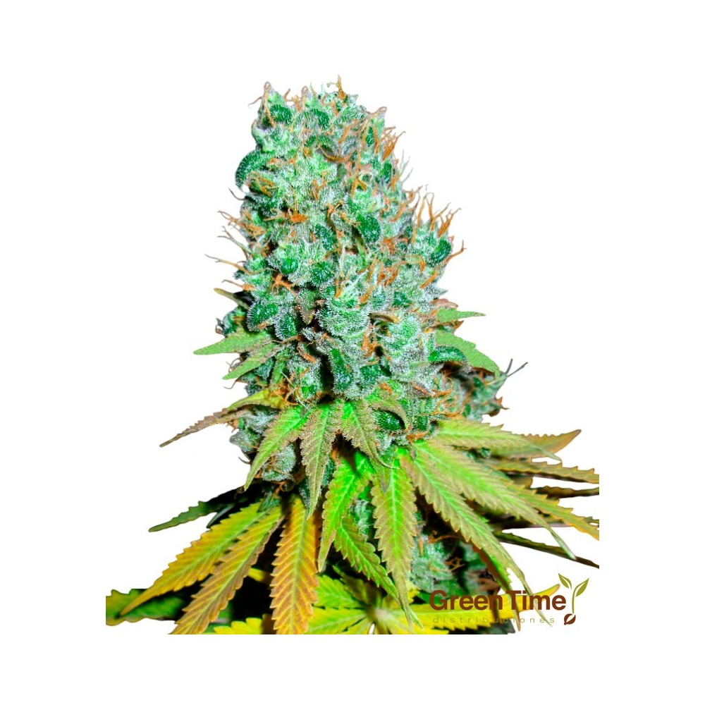 Diesel Autofloreciente