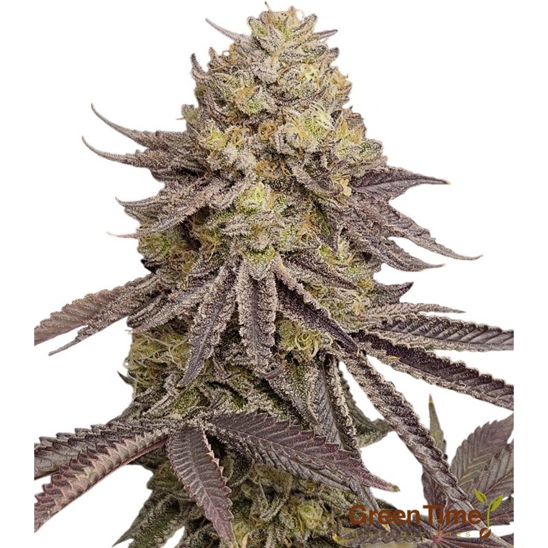 Gelato Autofloreciente