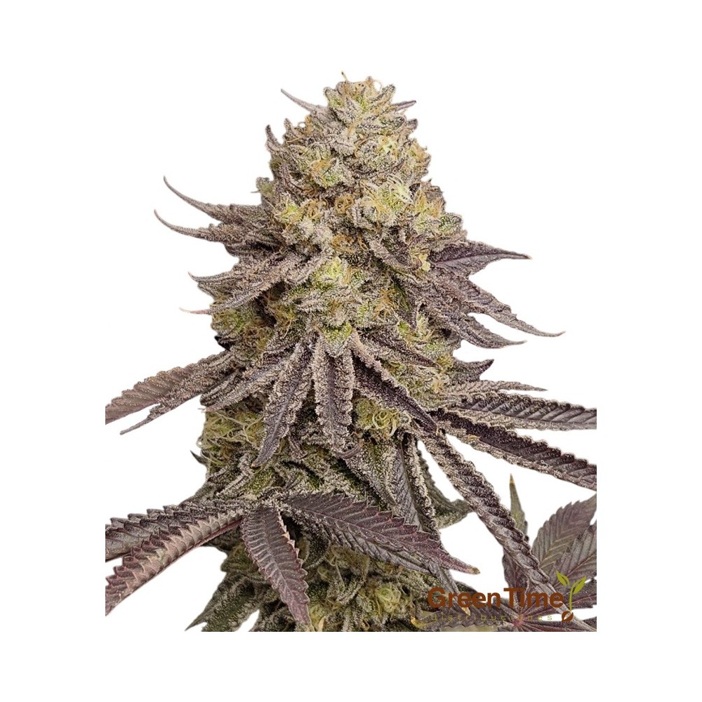 Gelato Autofloreciente
