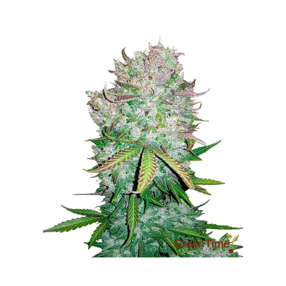 California Snow Autofloreciente