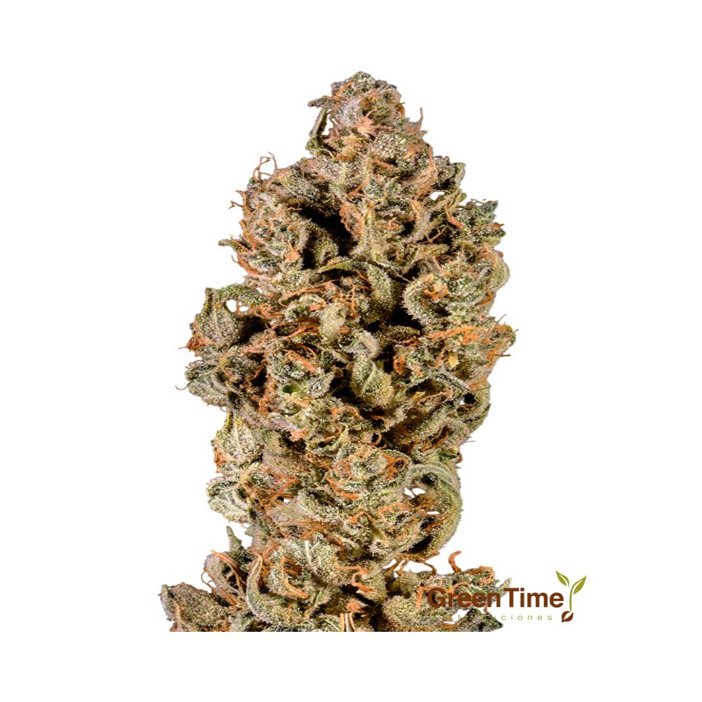 Syrop Autofloreciente