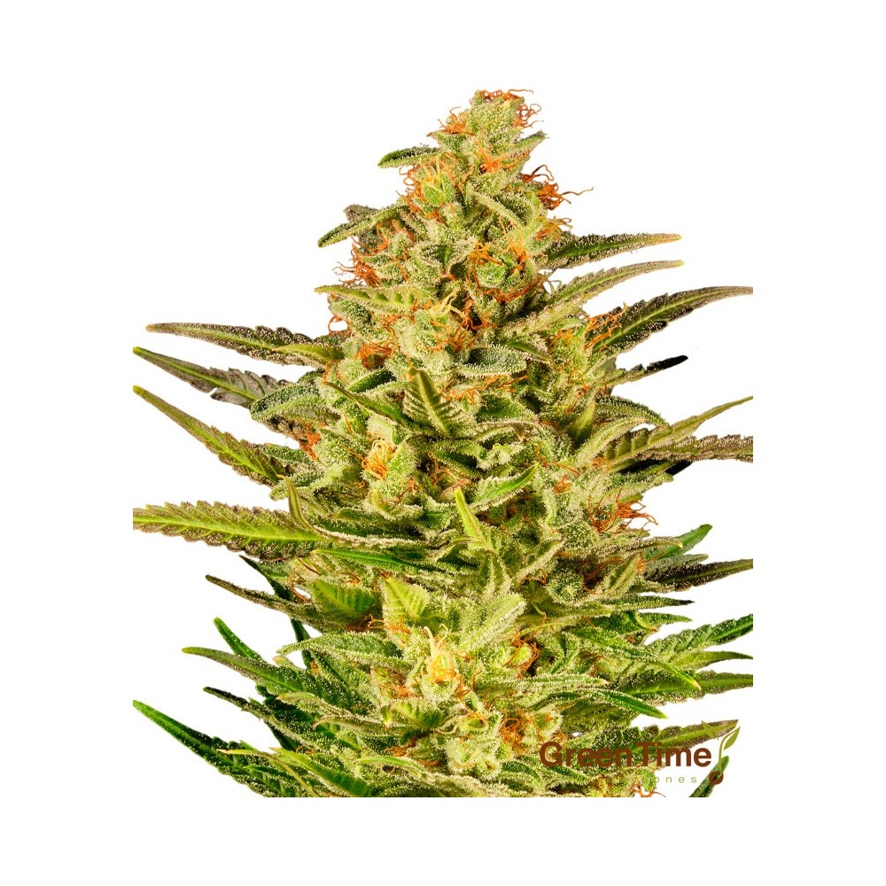 Matanuska Autofloreciente