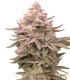 Blueberry Autofloreciente