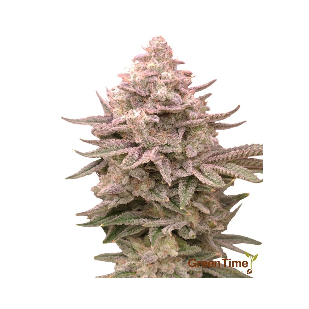 Blueberry Autofloreciente
