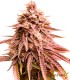 Banana Strawberry
