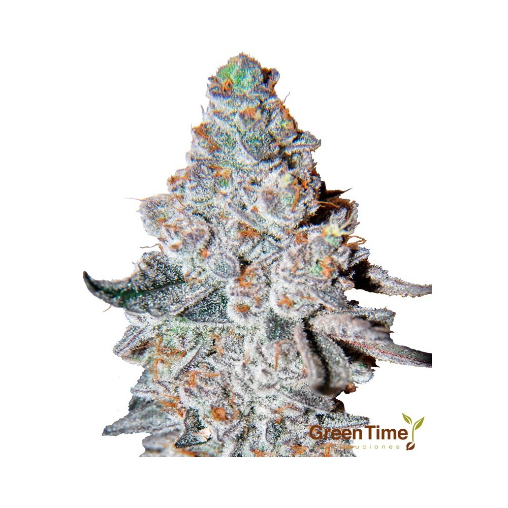 Pistachio 100% Feminizada