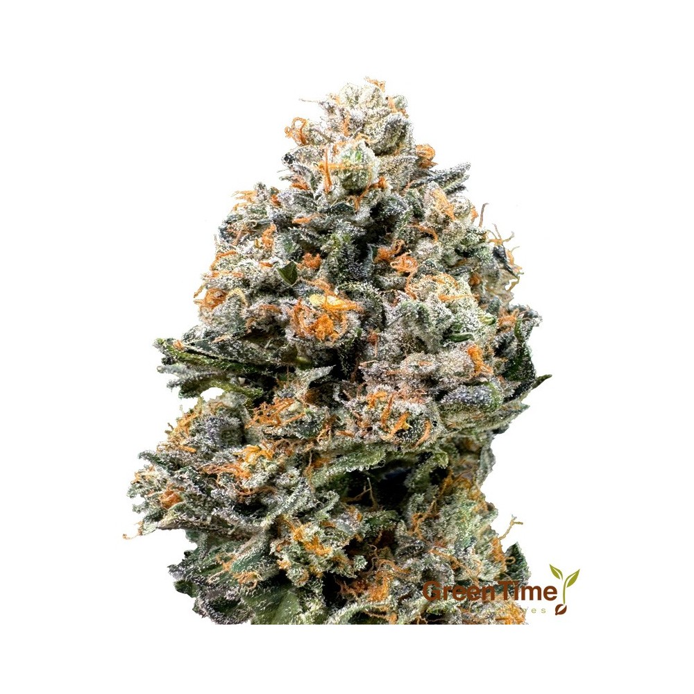 Black Muffin 100% Feminizada