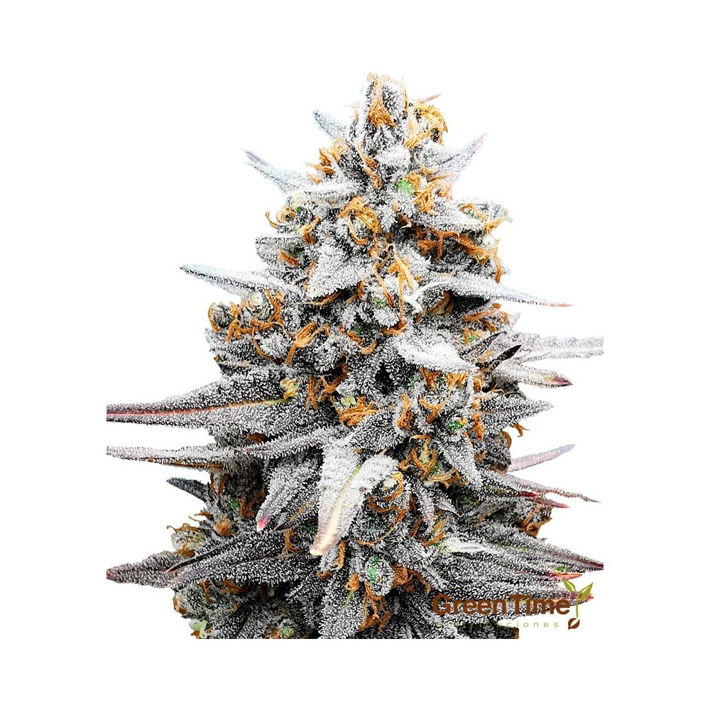 Biscotti 100% Feminizada